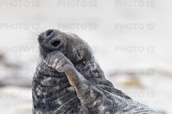 Grey Seal (Halichoerus grypus)