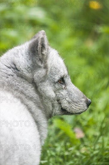 Arctic Fox (Vulpes lagopus)