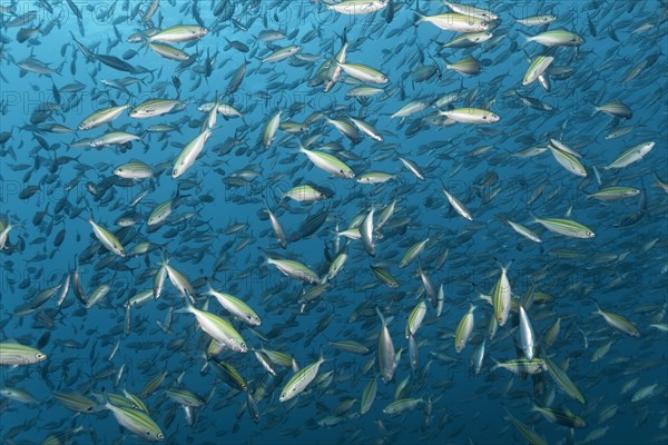 A shoal of Variable-Lined Fusilier (Caesio varilineata)
