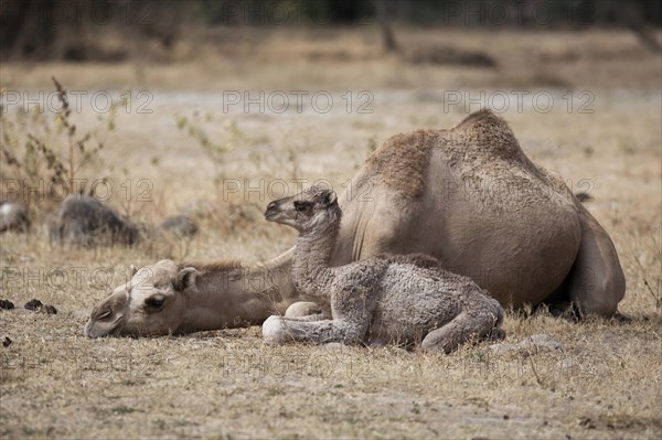 Dromedary (Camelus dromedarius) with young
