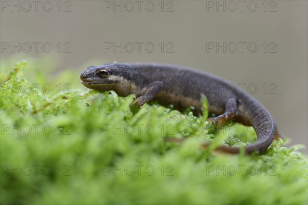 Smooth newt (Lissotriton vulgaris)