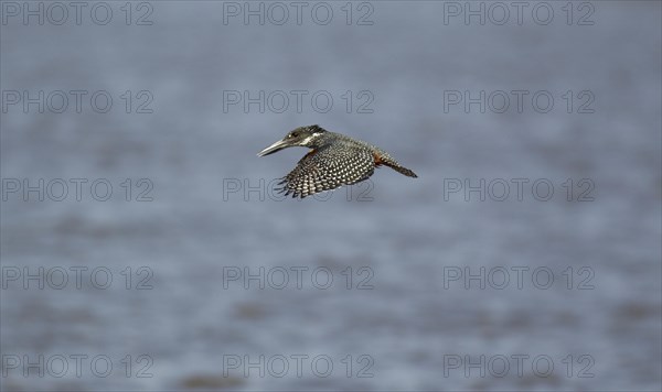 Giant Kingfisher (Megaceryle maximus)
