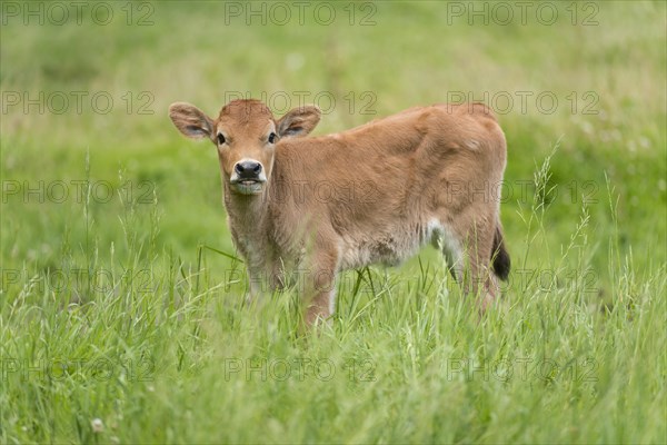 Heck cattle