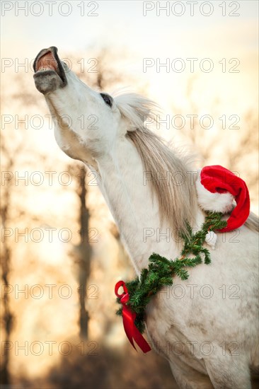 Welsh pony mix