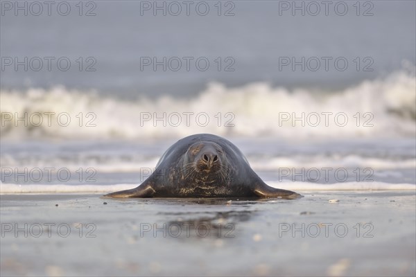 Grey Seal (Halichoerus grypus)