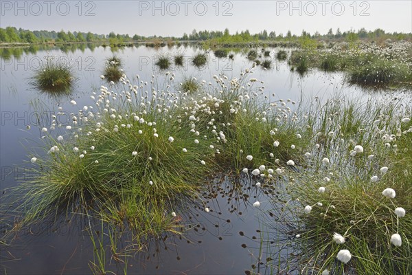 Tussock Cottongrass (Eriophorum vaginatum)