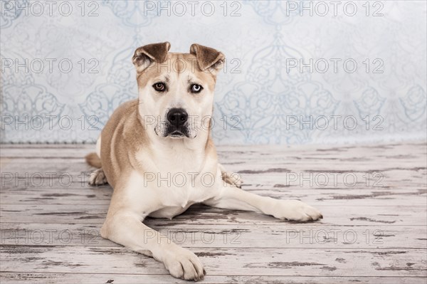 Akita Inu mixed-breed dog