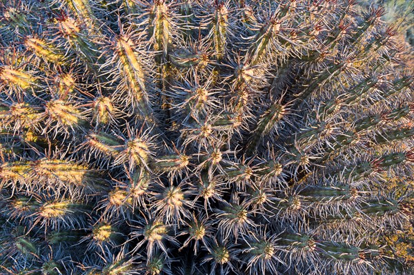 Euphorbia heptagona