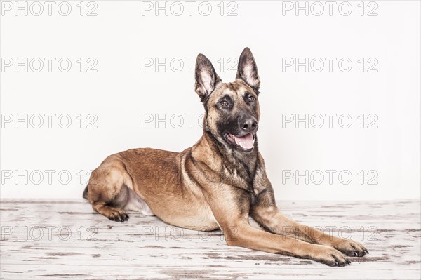 Malinois or Belgian Shepherd Dog