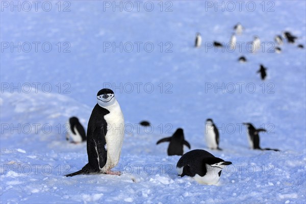 Chinstrap penguins (Pygoscelis antarctica)