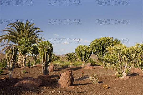 Cacti (Cactaceae) in Las Playitas