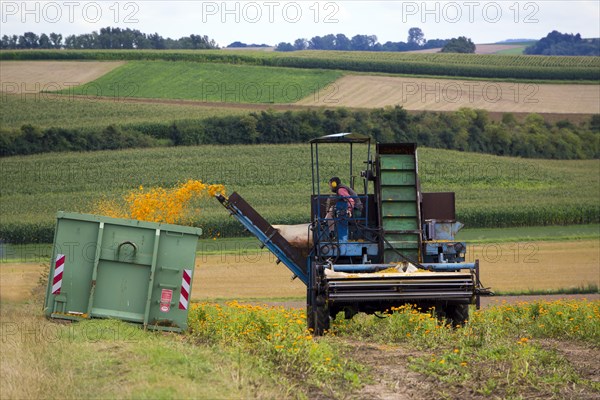 Mechanical harvest of Marigold or Calendula flowers (Calendula officinalis)