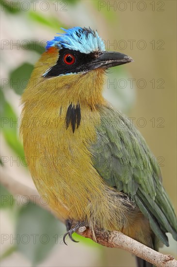 Blue-crowned Motmot (Momotus coeruliceps)