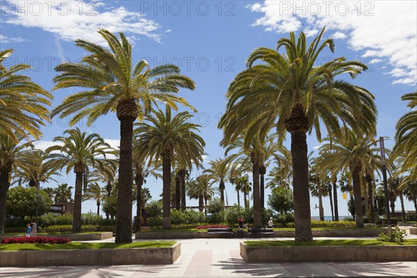 Palm trees
