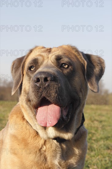 Cane Corso