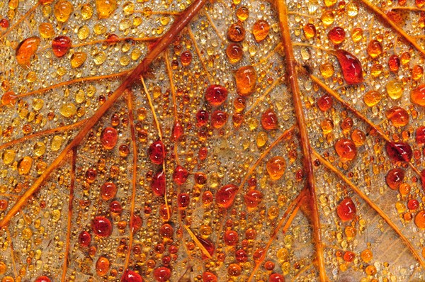 Droplets on the backside of a leaf