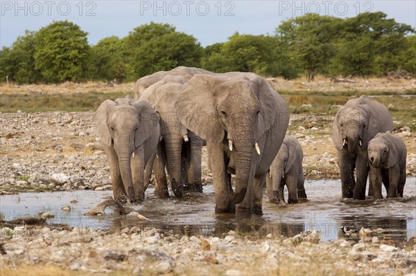 African elephants (Loxodonta africana)