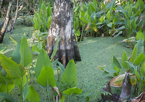 Bald Cypress forest in the National Audubon Society's Corkscrew Swamp Sanctuary