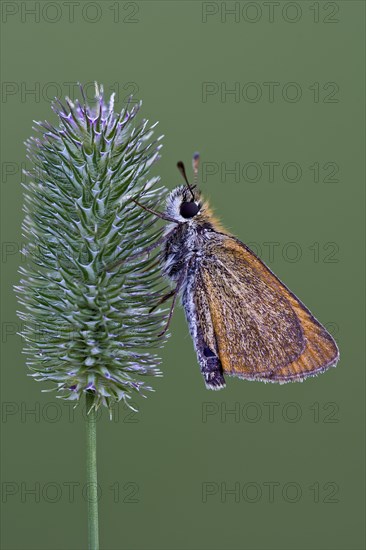 Small Skipper (Thymelicus sylvestris)