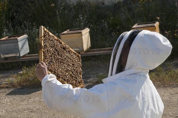 Beekeeper checking a frame of brood