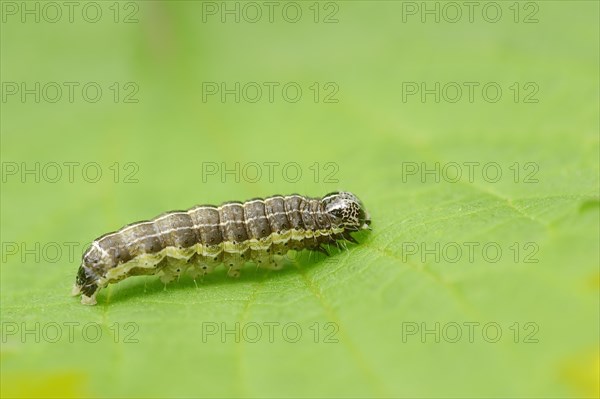 Caterpillar