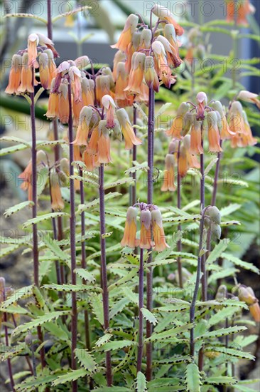 Richauds Kalanchoe (Kalanchoe richaudii)