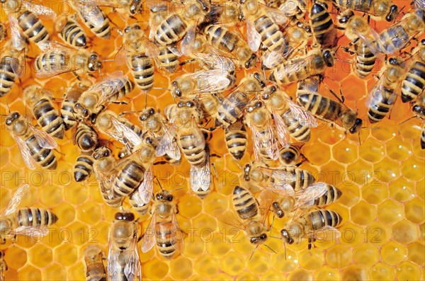 Colony of honey bees (Apis mellifera var carnica) on fresh honeycomb with honey
