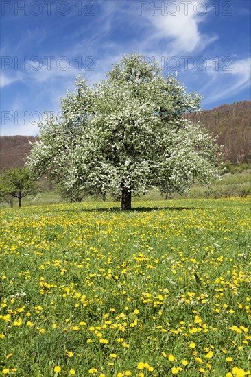 Fruit tree in blossom on a meadow in spring