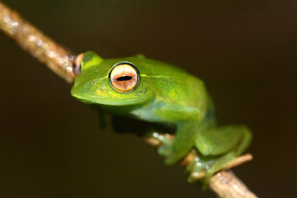 Poison Dart Frog
