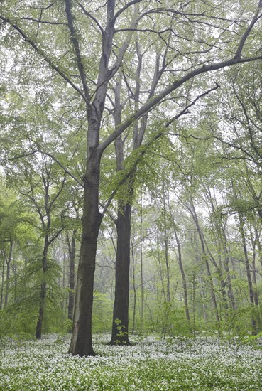 Flowering wild garlic (Allium ursinum) in spring forest