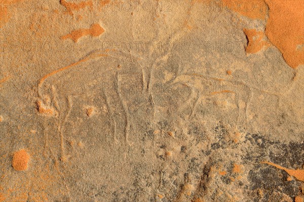 Rock engraving of a gazelle attacked by a neolithic rock art