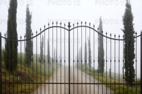 Wrought iron gate in the morning mist