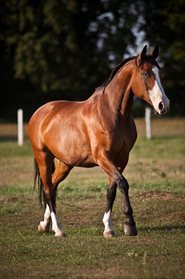 Westphalian mare