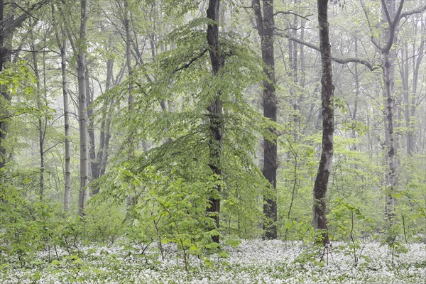 Flowering wild garlic (Allium ursinum) in spring forest