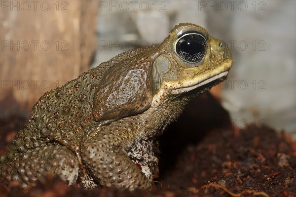 Cane Toad (Bufo marinus