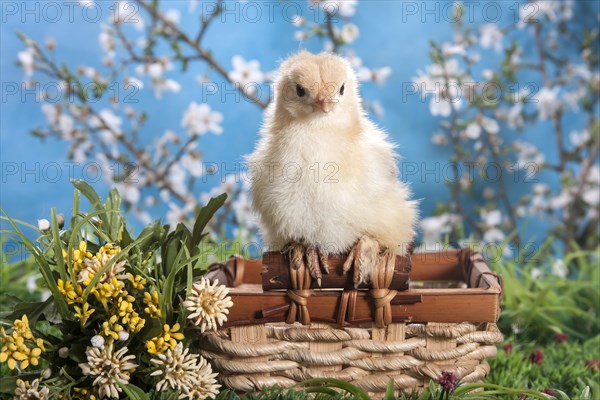 Domestic fowl chick