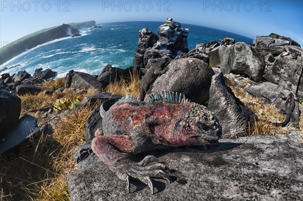 Sea Iguana or Galapagos Marine Iguana (Amblyrhynchus cristatus hassi)