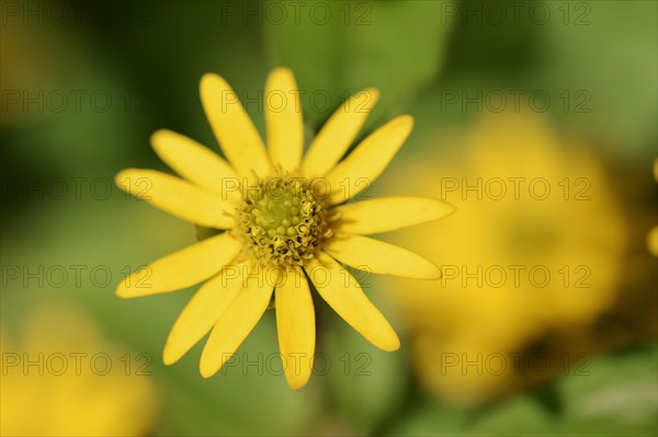 Mexican Creeping Zinnia (Sanvitalia procumbens)