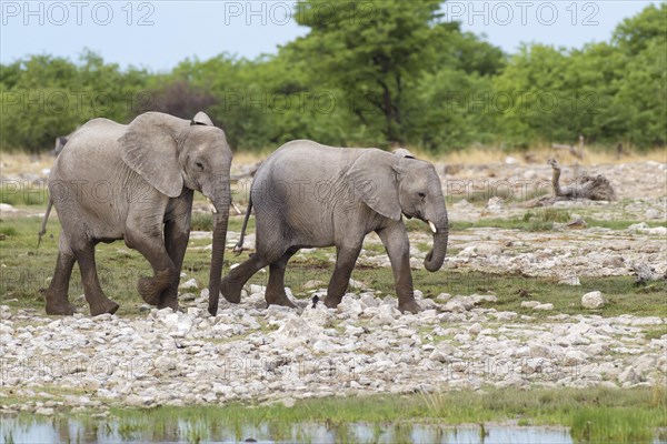 African elephants (Loxodonta africana)