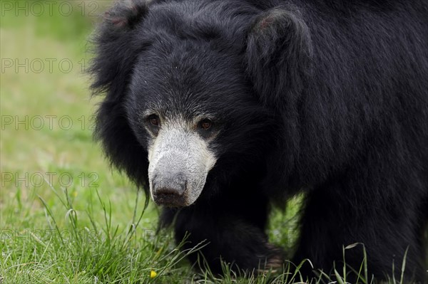 Sloth Bear or Stickney Bear (Melursus ursinus