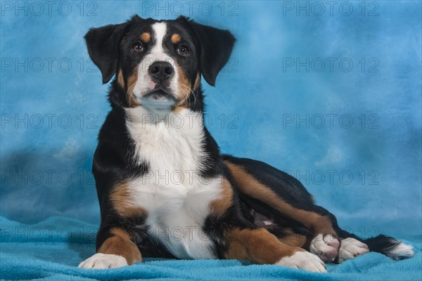 Appenzell Cattle Dog