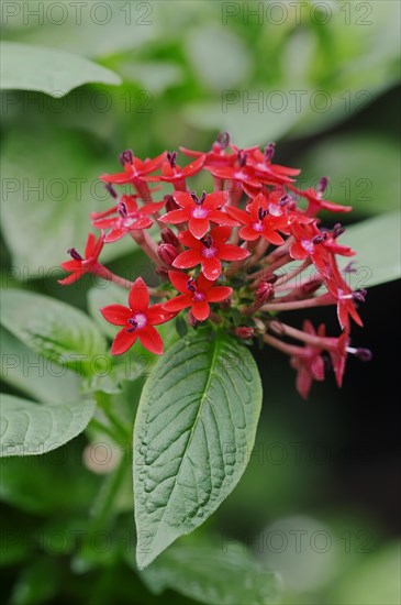 Egyptian Starcluster (Pentas lanceolata)