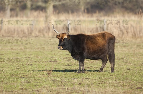 Heck cattle
