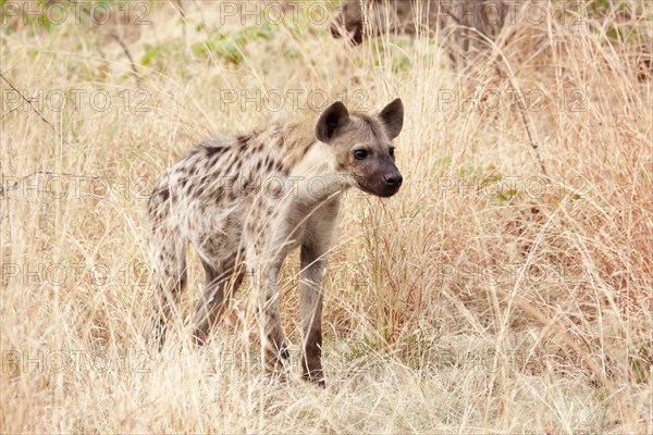 Spotted Hyena (Crocuta crocuta)