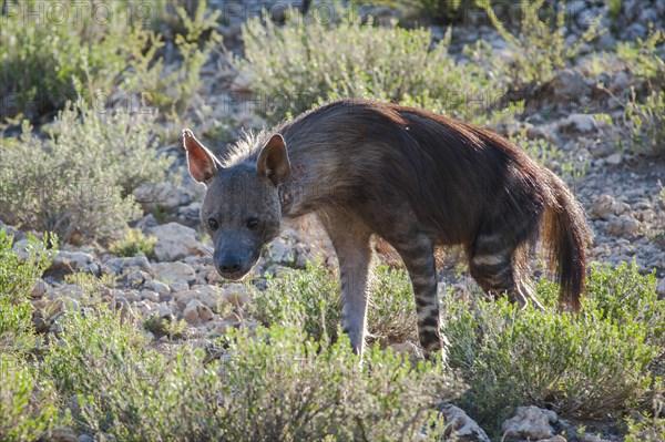 Brown Hyena (Parahyaena brunnea)