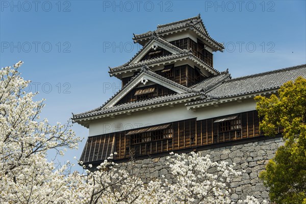 Cherry trees at Kumamoto Castle