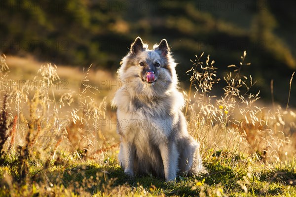 Keeshond or Wolfsspitz licking its mouth
