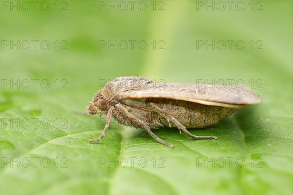 Lesser Yellow Underwing (Noctua comes)