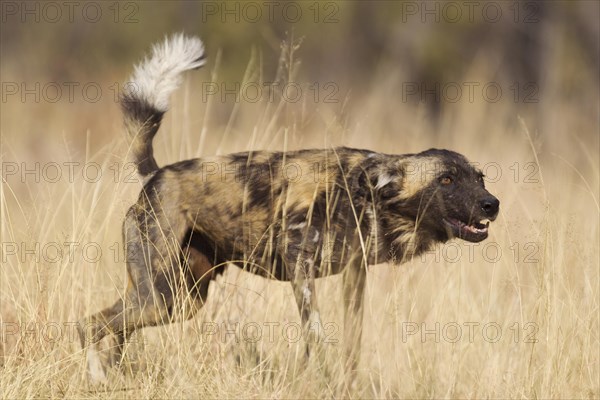 African Wild Dog (Lycaon pictus)