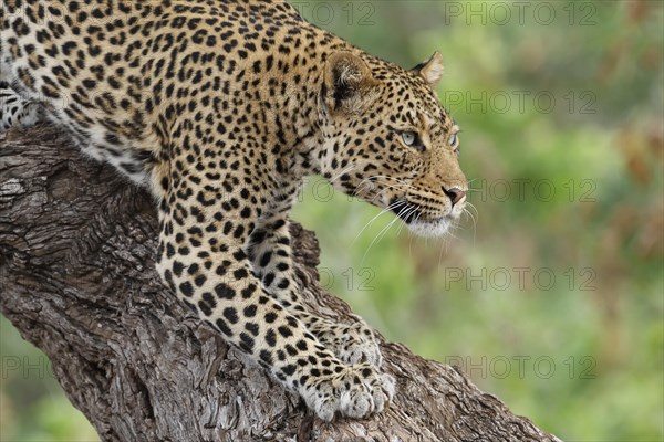 Leopard (Panthera pardus)